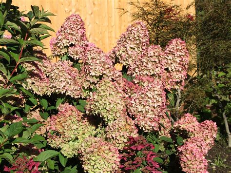 Unlocking the Mysteries: Exploring the Folklore of Candle Hydrangeas